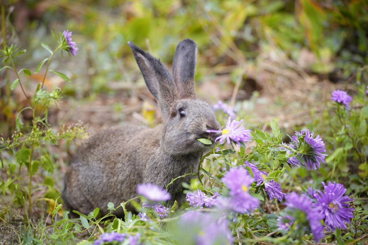 Small gray rabbit eating garden flowers.
